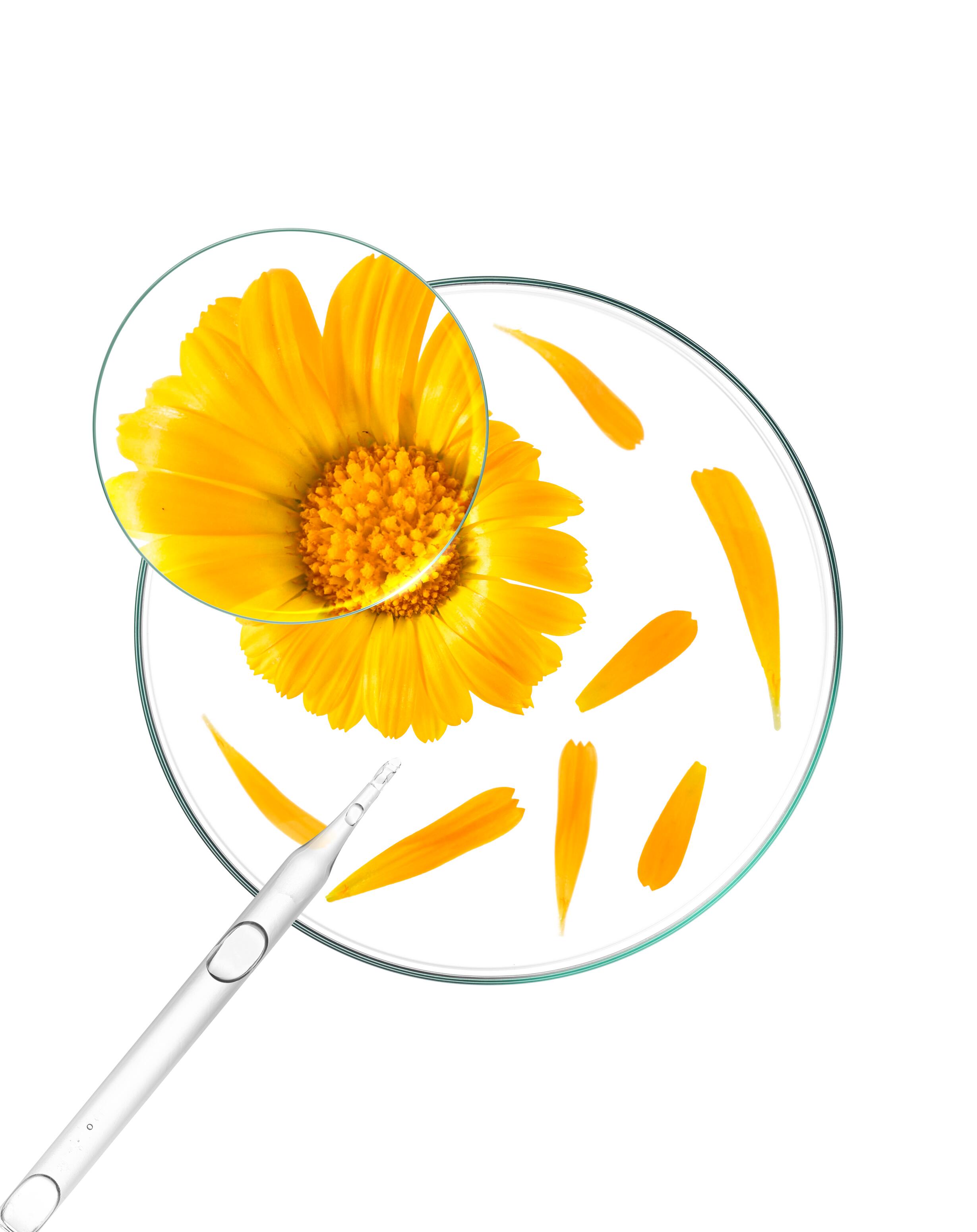 Calendula plante